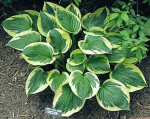 Anne Hosta