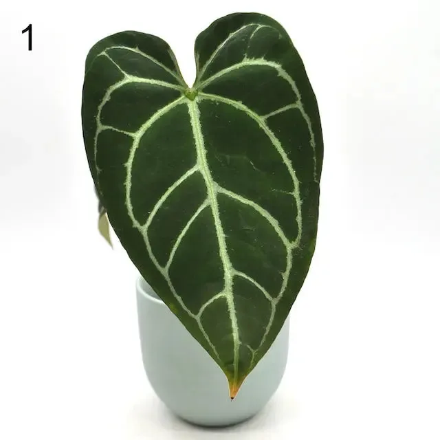 Anthurium NoID x Wild Crystallinum