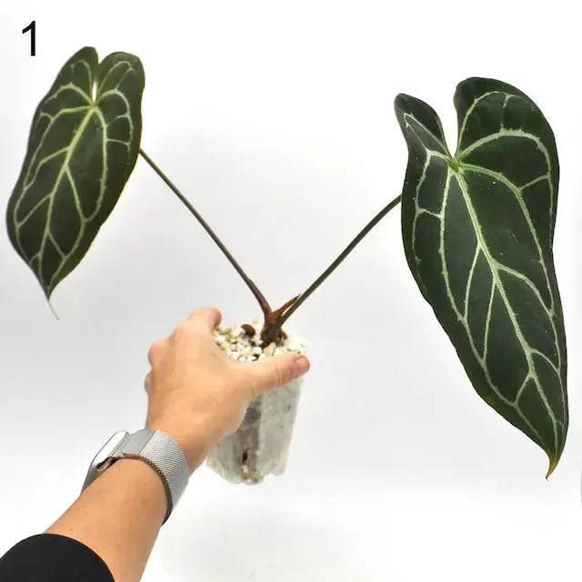 Anthurium NoID x Wild Crystallinum