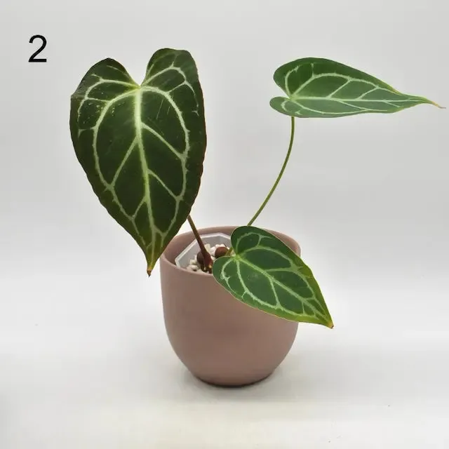 Anthurium NoID x Wild Crystallinum