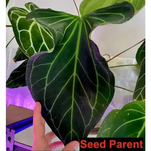 Anthurium NoID x Wild Crystallinum