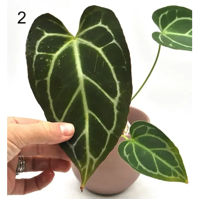 Anthurium NoID x Wild Crystallinum