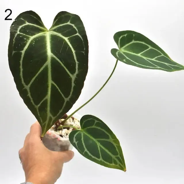 Anthurium NoID x Wild Crystallinum