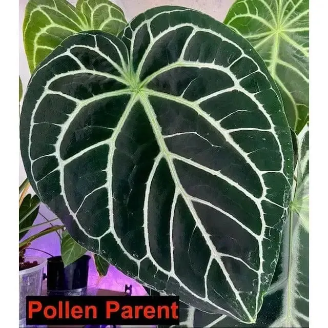 Anthurium NoID x Wild Crystallinum