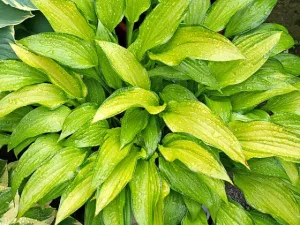 Chinese Sunrise Hosta