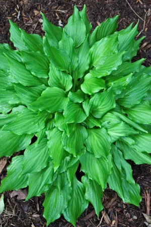 Contortionist Hosta