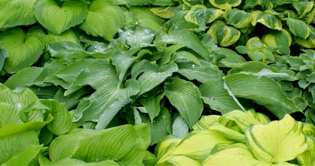 Cutting Edge Hosta