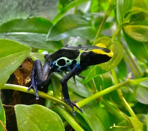 Dendrobates tinctorius 'Cobalt'