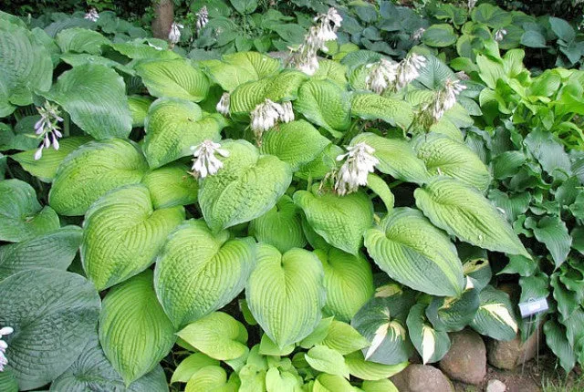 Garden Party Hosta