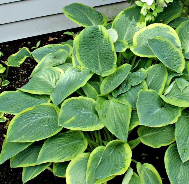 Glory Hallelujah Hosta