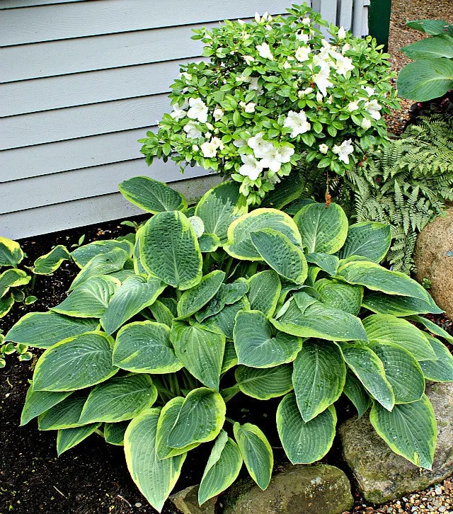 Glory Hallelujah Hosta