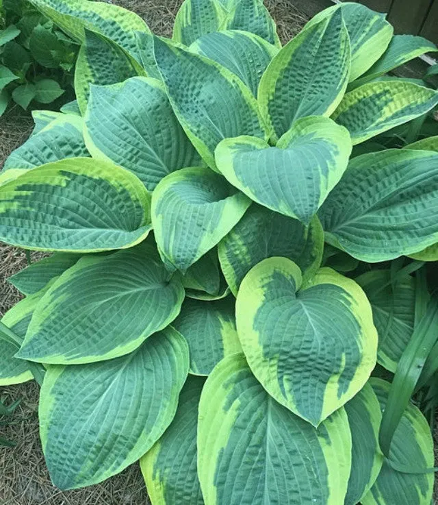 Glory Hallelujah Hosta