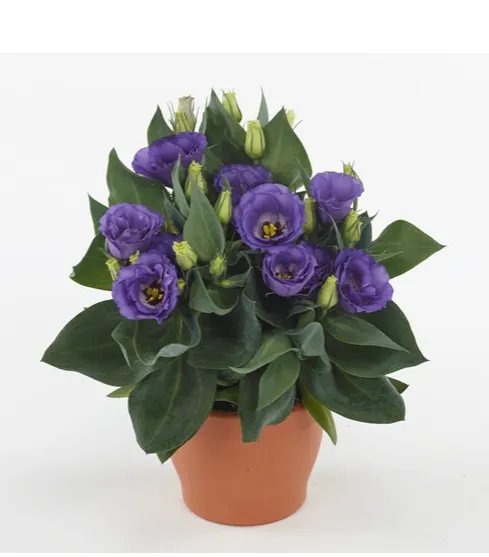 Lisianthus (Eustoma) Julietta F1 Blue Flower Seeds