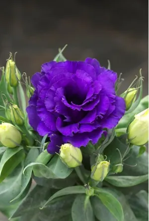 Lisianthus (Eustoma) Julietta F1 Blue Flower Seeds