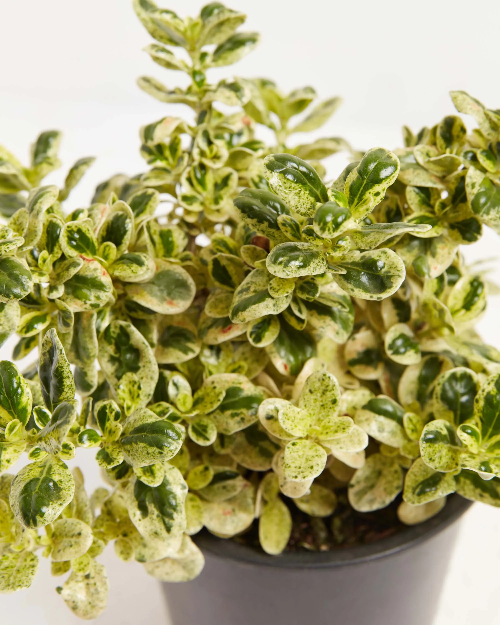 Marble Queen Mirror Bush 'Coprosma'