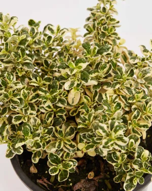 Marble Queen Mirror Bush 'Coprosma'