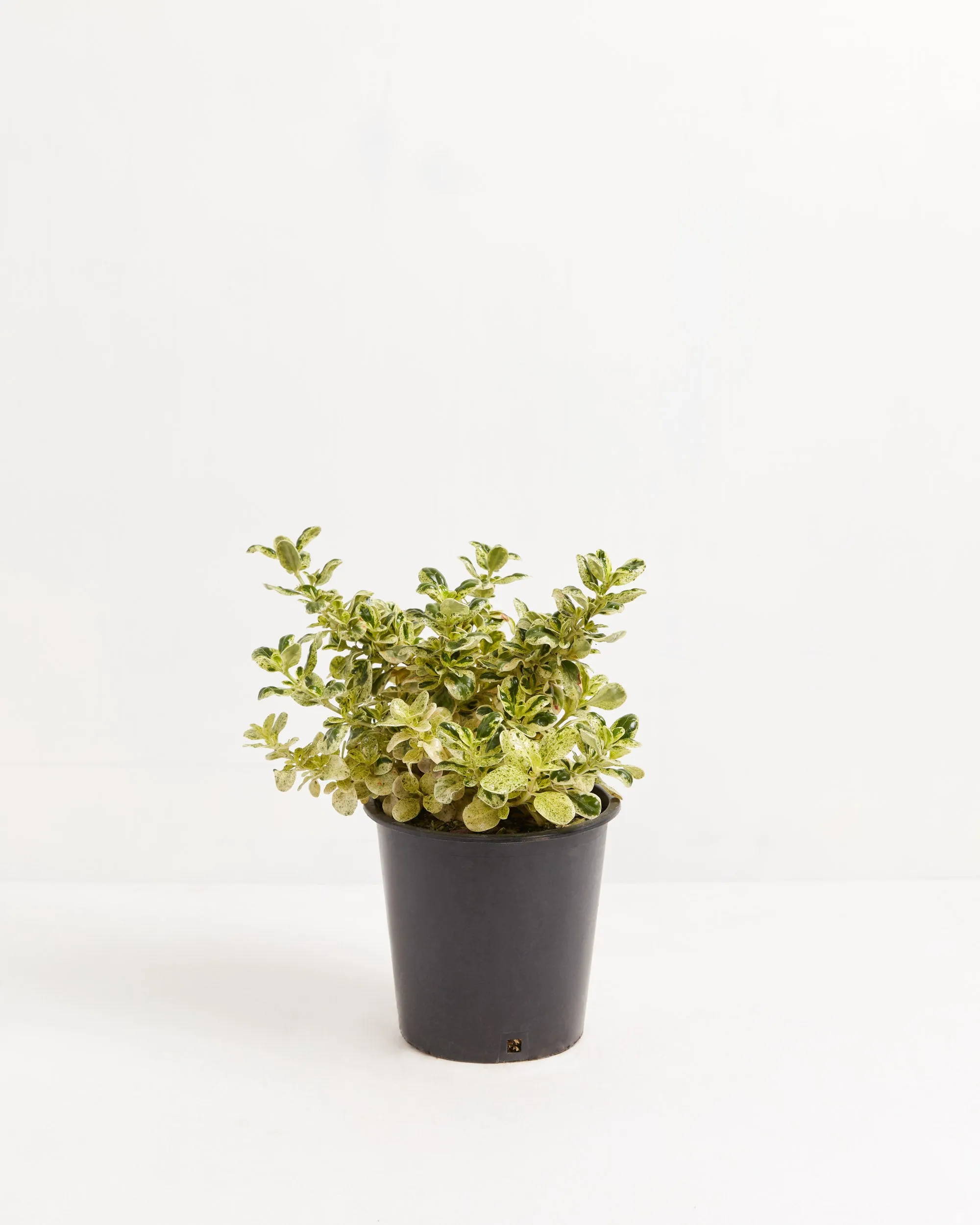 Marble Queen Mirror Bush 'Coprosma'