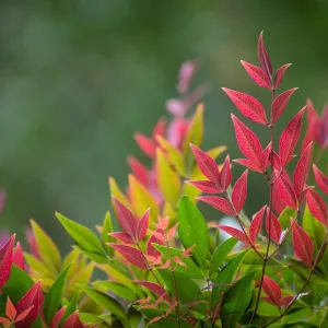 Obsession Nandina