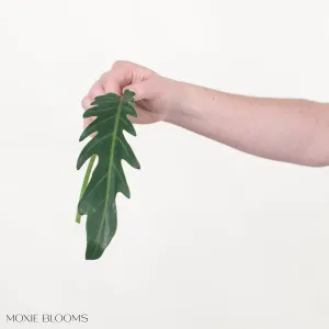Phi Xanadu Greenery