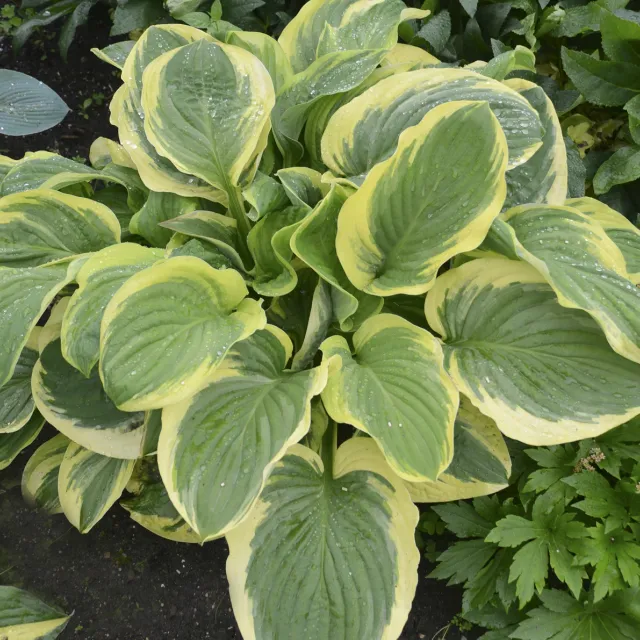 Royal Wedding PP26727 Hosta