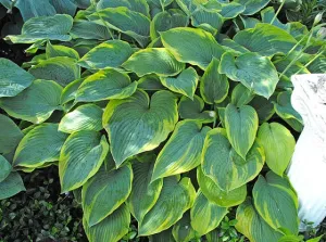 Russell Lee Hosta