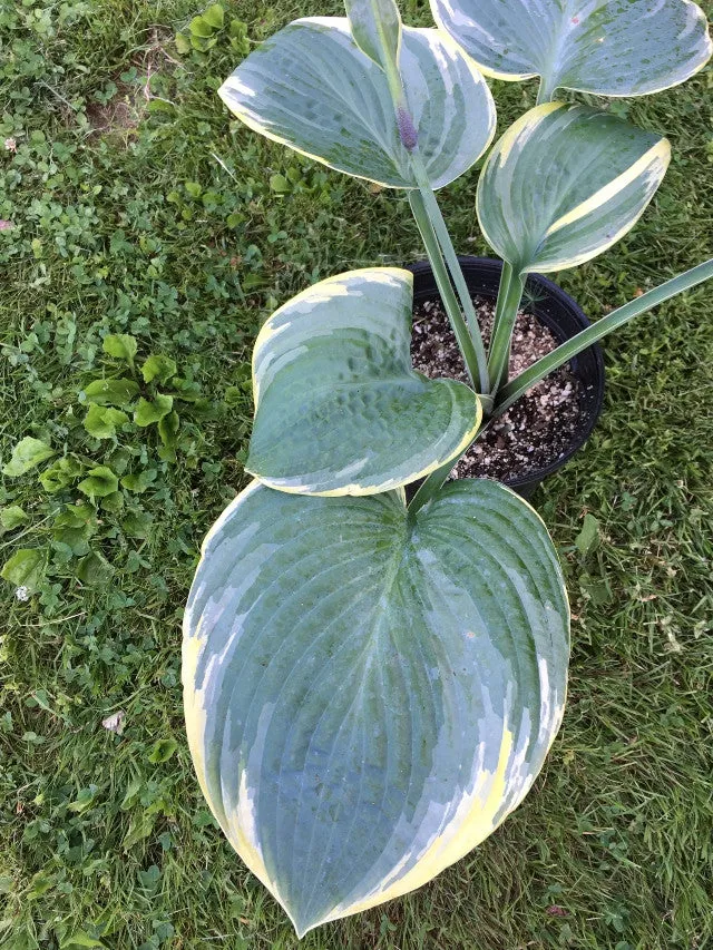 Silverback Hosta
