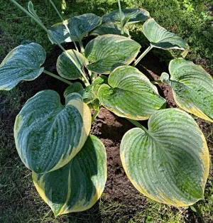 Silverback Hosta