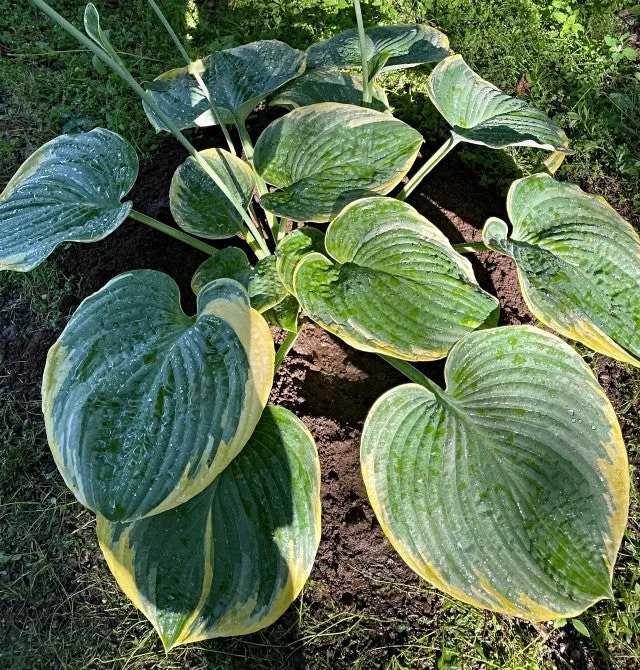 Silverback Hosta