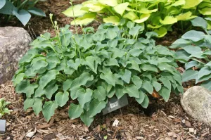 Tot Tot Hosta