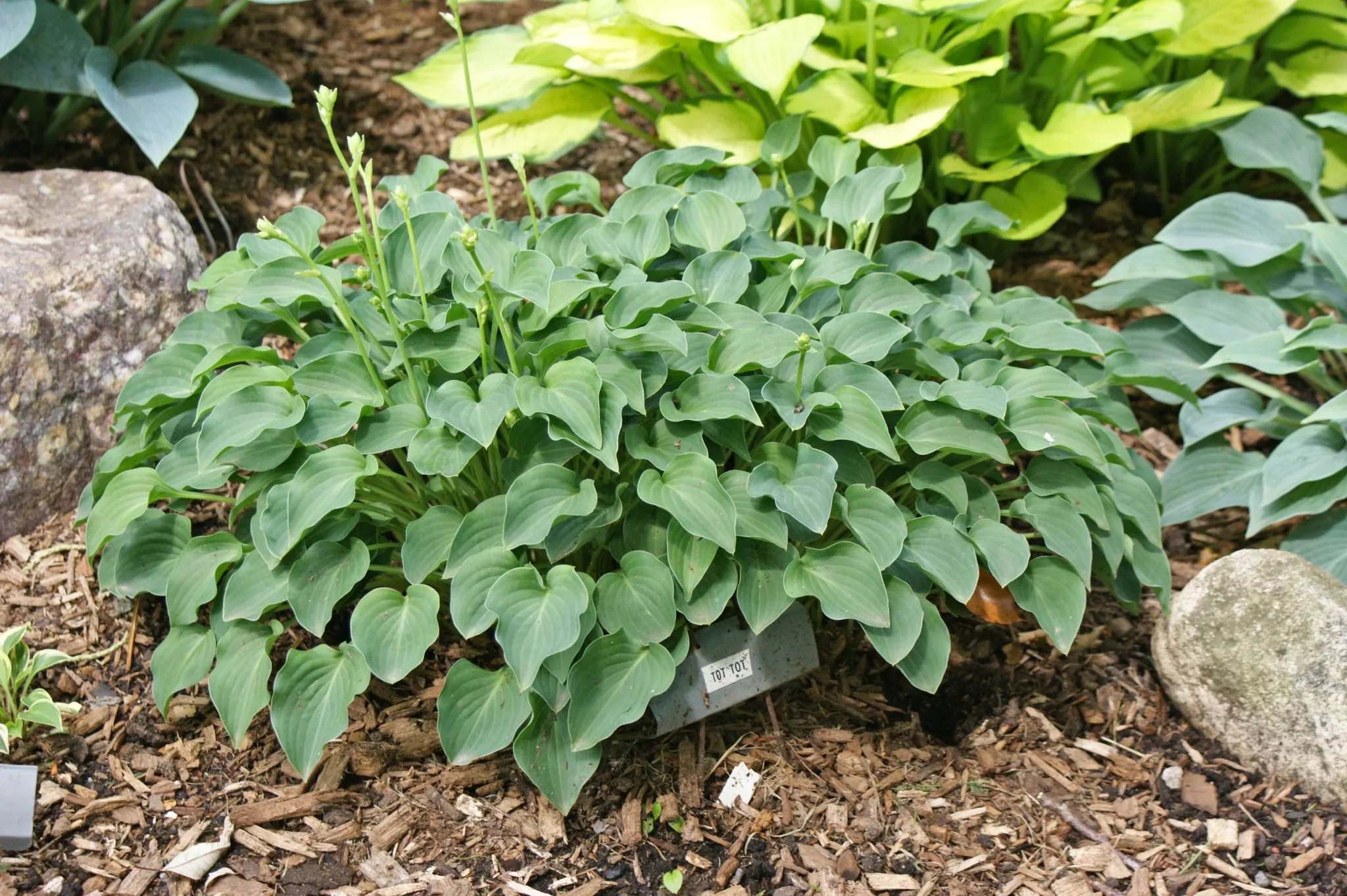 Tot Tot Hosta