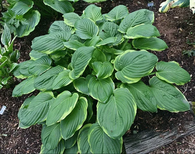 Treasure Hunt Hosta