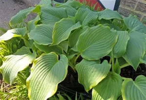 Wonderful Day Hosta