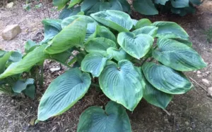 Wu Hoo Hosta